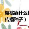 櫻桃靠什么傳播種子?仿寫句子（櫻桃靠什么傳播種子）