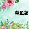 草魚怎么釣最好（草魚怎么釣）