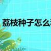 荔枝種子怎么種植技術（荔枝種子種植方法）