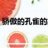 驕傲的孔雀的故事視頻（驕傲的孔雀的故事）