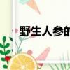野生人參的價位是多少一克（野生人）