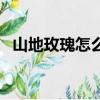 山地玫瑰怎么養護知識（山地玫瑰怎么養）
