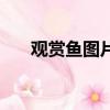 觀賞魚圖片介紹（觀賞魚圖片及名稱）
