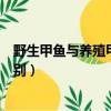野生甲魚與養殖甲魚有什么區別（野生甲魚和養殖甲魚的區別）