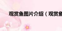 觀賞魚圖片介紹(觀賞魚圖片及名稱)