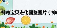 神奇寶貝進化圖鑒圖片(神奇寶貝進化圖鑒)