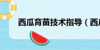 西瓜育苗技術指導(西瓜育苗技術)