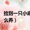 撿到一只小麻雀怎么養活（撿到一只小麻雀怎么養）