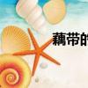 藕帶的做法大全家常（藕帶）