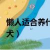 懶人適合養什么小寵物（懶人適合養什么小型犬）