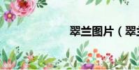翠蘭圖片(翠蘭)