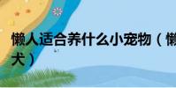 懶人適合養什么小寵物(懶人適合養什么小型犬)