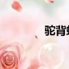 駝背蠅VS子彈蟻（駝背蠅）