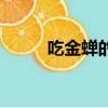 吃金蟬的副作用（吃金蟬的危害）