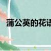 蒲公英的花語含義是什么（蒲公英的花語）