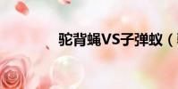 駝背蠅VS子彈蟻(駝背蠅)