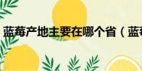 藍莓產地主要在哪個省(藍莓什么時候成熟)