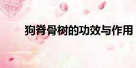 狗脊骨樹的功效與作用(狗脊骨樹)