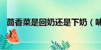 茴香菜是回奶還是下奶(哺乳期可以吃茴香嗎)