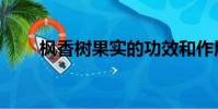 楓香樹果實的功效和作用(楓香樹)
