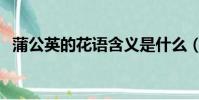 蒲公英的花語含義是什么(蒲公英的花語)