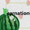 carnation有特殊含義嗎（carnation）