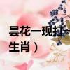 曇花一現打一生肖是什么生肖（曇花一現打一生肖）