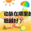 動脈在哪里越詳細越好視頻（動脈在哪里越詳細越好）