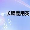 長頸鹿用英語咋讀（長頸鹿英語怎么念）