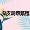 虎皮鸚鵡繁殖期是什么時候（虎皮鸚鵡繁殖）