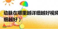 動脈在哪里越詳細越好視頻(動脈在哪里越詳細越好)