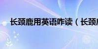 長頸鹿用英語咋讀(長頸鹿英語怎么念)