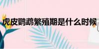 虎皮鸚鵡繁殖期是什么時候(虎皮鸚鵡繁殖)