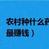 農村種什么藥材最賺錢最快（農村種什么藥材最賺錢）