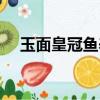 玉面皇冠魚養幾條不打架（玉面皇冠魚）