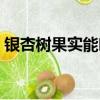 銀杏樹果實能吃嗎視頻（銀杏樹果實能吃嗎）