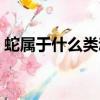蛇屬于什么類動物答案（蛇屬于什么類動物）