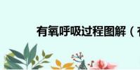 有氧呼吸過程圖解(有氧呼吸)