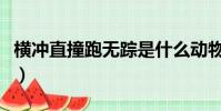橫沖直撞跑無蹤是什么動物(橫沖直撞跑無蹤)