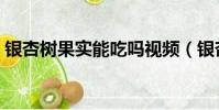 銀杏樹果實能吃嗎視頻(銀杏樹果實能吃嗎)