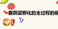 喜鵲蛋孵化的全過程的視頻(喜鵲蛋)