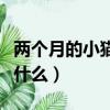 兩個月的小貓吃什么驅蟲藥（兩個月的小貓吃什么）