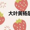 大葉黃楊是喬木還是灌木（大葉黃楊）