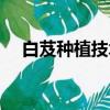 白芨種植技術及畝收益（白芨種植技術）
