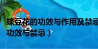 蝶豆花的功效與作用及禁忌是什么(蝶豆花的功效與禁忌)
