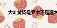 大葉黃楊是喬木還是灌木(大葉黃楊)