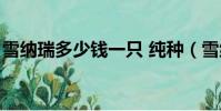 雪納瑞多少錢一只 純種(雪納瑞多少錢一只)