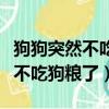 狗狗突然不吃狗糧了但是精神很好（狗狗突然不吃狗糧了）