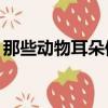 那些動物耳朵像什么（10種動物耳朵像什么）