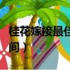 桂花嫁接最佳時間農歷幾月（桂花嫁接最佳時間）